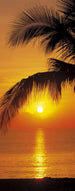 Komar Palmy Beach Sunrise Wall Mural 92x220cm | Yourdecoration.com