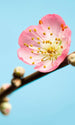 Komar Peach Blossom Wall Mural 150x250cm 3 Panels | Yourdecoration.com