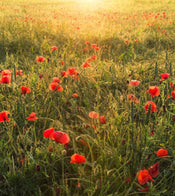 Komar Poppy World Non Woven Wall Mural 250x280cm 5 Panels | Yourdecoration.com