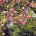 Komar Rose Garden Wall Mural 368x254cm | Yourdecoration.com