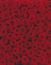 Komar Roses Wall Mural 194x270cm | Yourdecoration.com