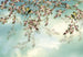 Komar Sakura Wall Mural 368x254cm | Yourdecoration.com