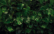 Komar Tropical Wall Non Woven Wall Mural 400x250cm 4 Panels | Yourdecoration.com