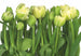 Komar Tulips Wall Mural 368x254cm | Yourdecoration.com