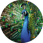 Wizard+Genius Beautiful Peacock Non Woven Wall Mural 140x140cm Round | Yourdecoration.com