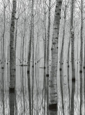 Wizard+Genius Birch Forest In The Water Non Woven Wall Mural 192x260cm 4 Panels | Yourdecoration.com