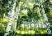 Wizard+Genius Sunshine Forest Wall Mural 366x254cm 8 Panels | Yourdecoration.com