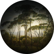 Wizard+Genius Umbrella Pines Non Woven Wall Mural 140x140cm Round | Yourdecoration.com